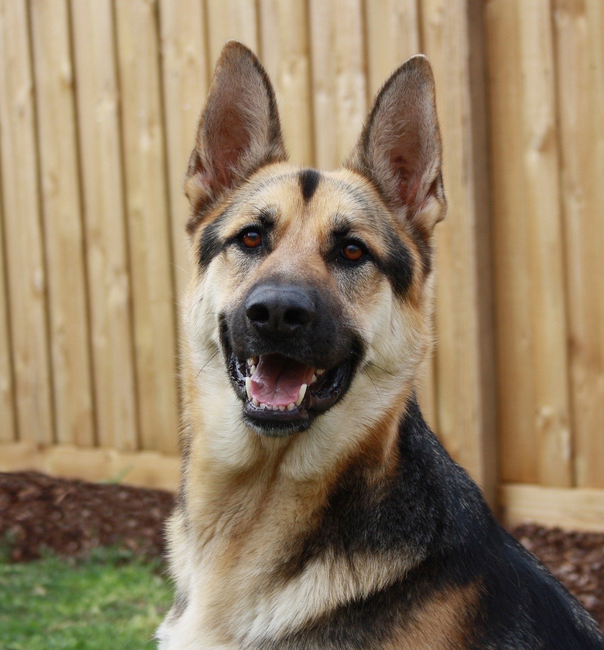 50 Great Names For A German Shepherd Dog