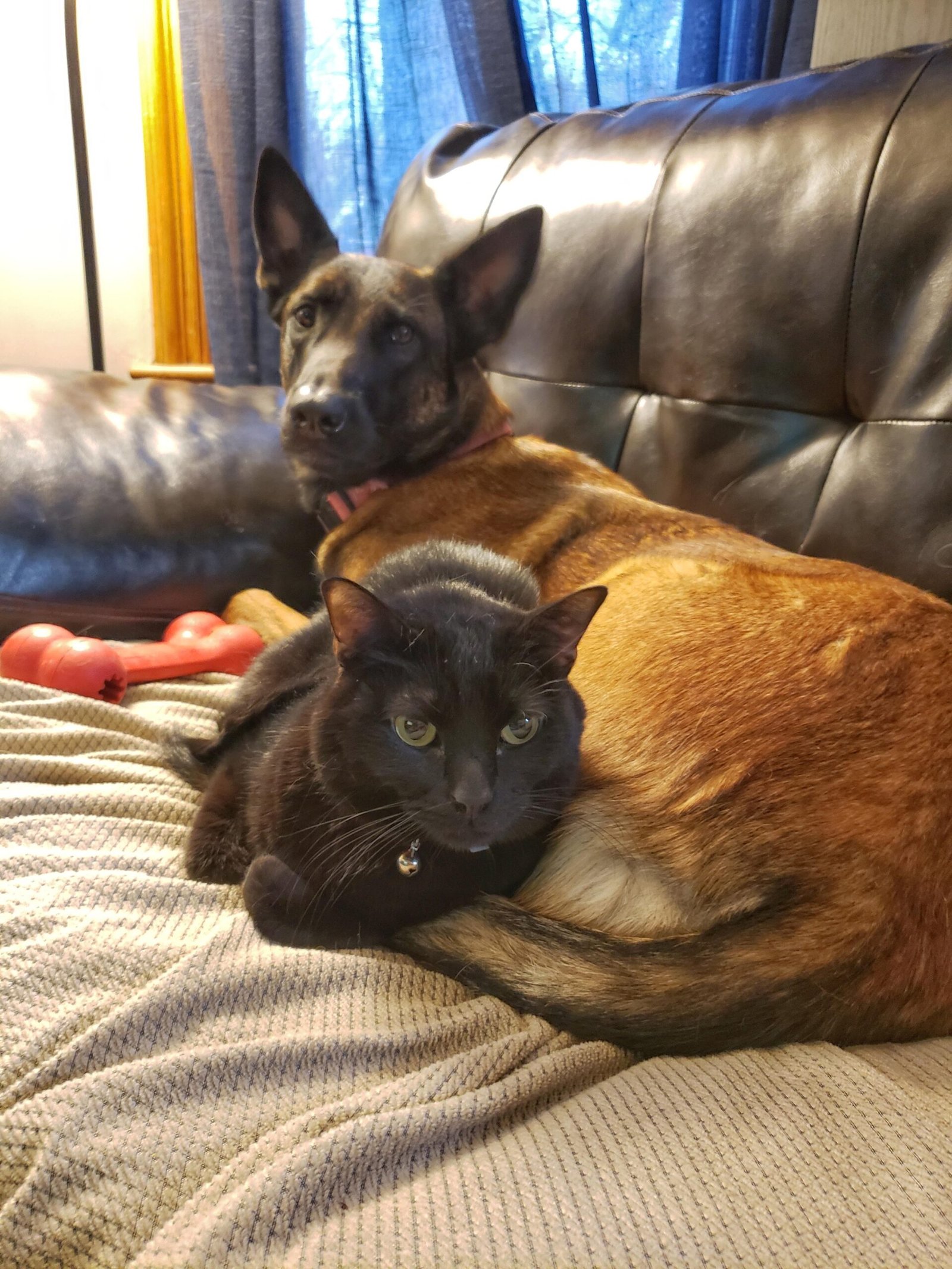 Are Belgian Malinois Good With Cats?