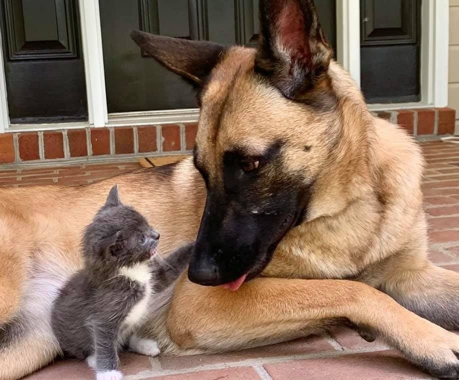 Are Belgian Malinois Good With Cats?