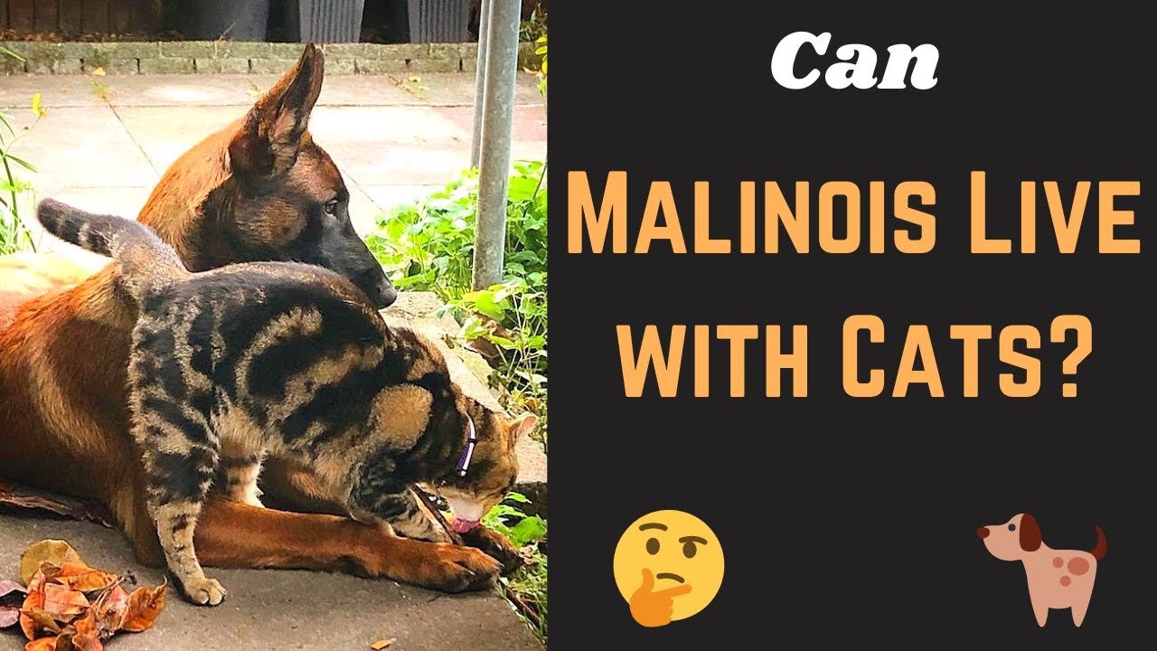 Are Belgian Malinois Good With Cats?