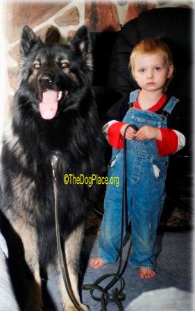 Are Shiloh Shepherds Prone To Hip Dysplasia?