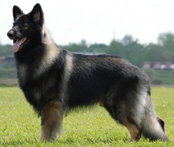 Are Shiloh Shepherds Prone To Hip Dysplasia?