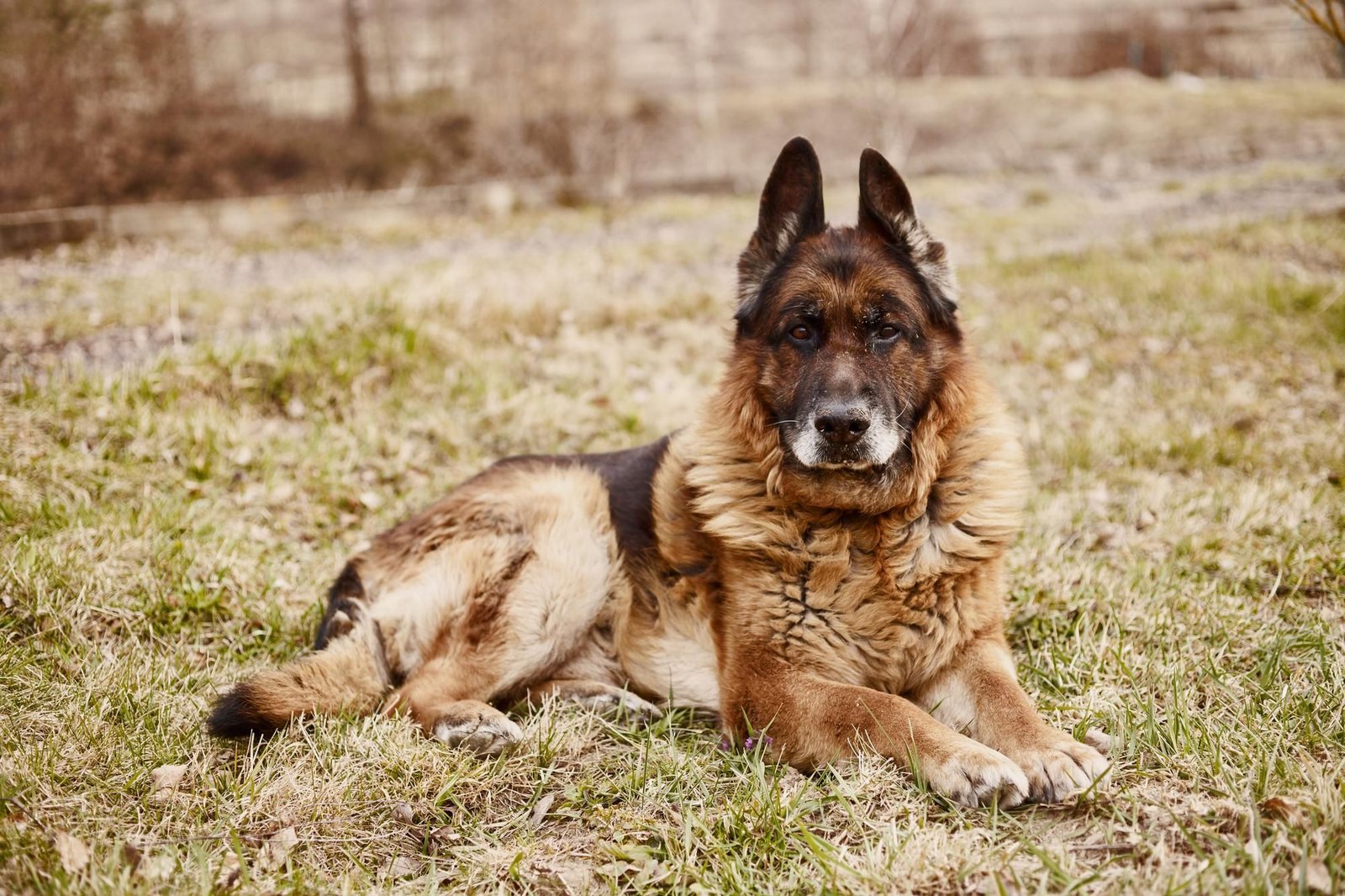 Are Shiloh Shepherds Prone To Hip Dysplasia?