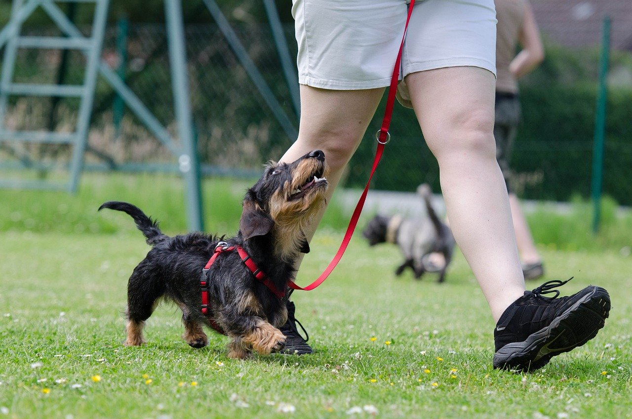 How Do I Introduce My German Shepherd To Agility Training?