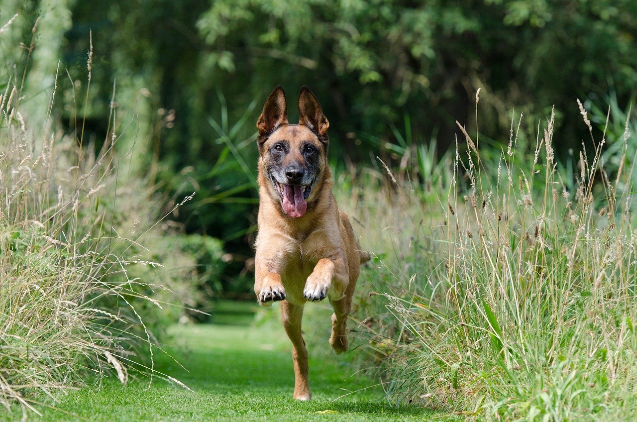 How Do I Introduce My German Shepherd To Agility Training?