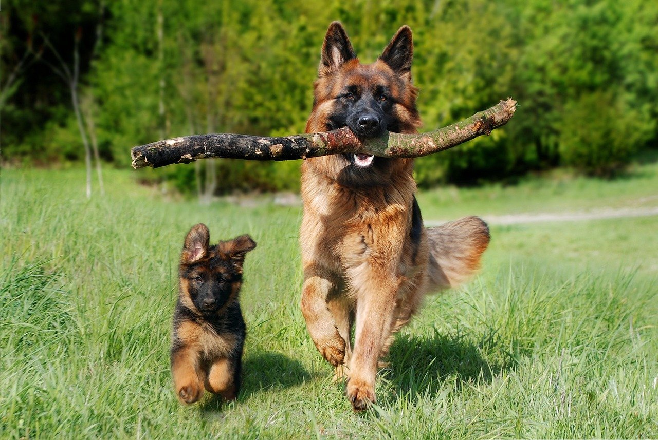 How Do You Socialize A German Shepherd Puppy?