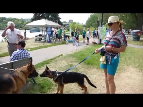 How Do You Socialize A German Shepherd Puppy?