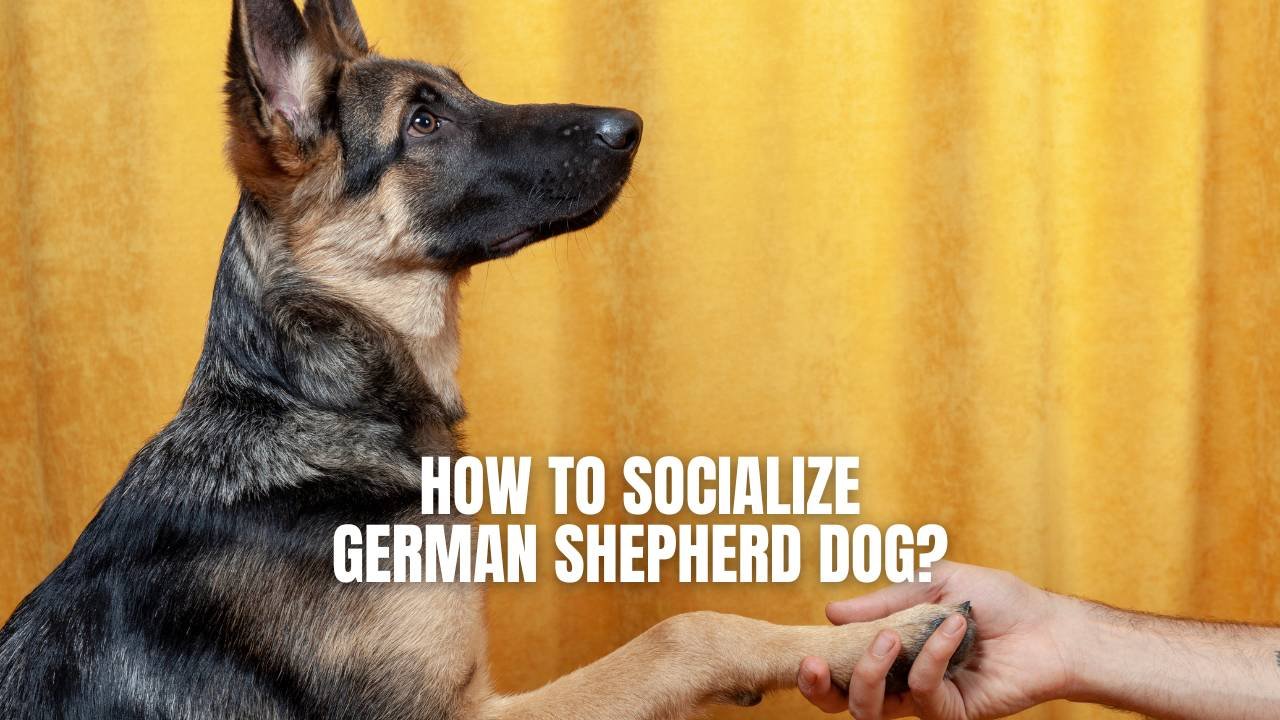 How Do You Socialize A German Shepherd Puppy?