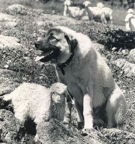 What Is The Origin Of The Anatolian Shepherd? What Is The Origin Of The Anatolian Shepherd?