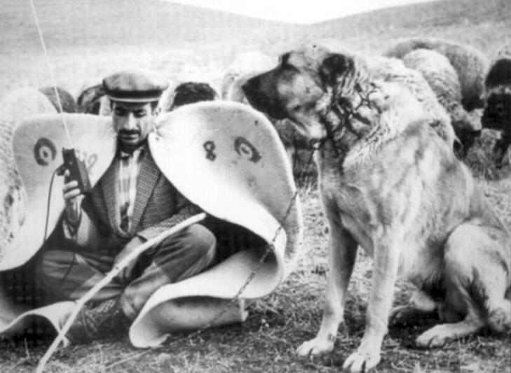 What Is The Origin Of The Anatolian Shepherd? What Is The Origin Of The Anatolian Shepherd?