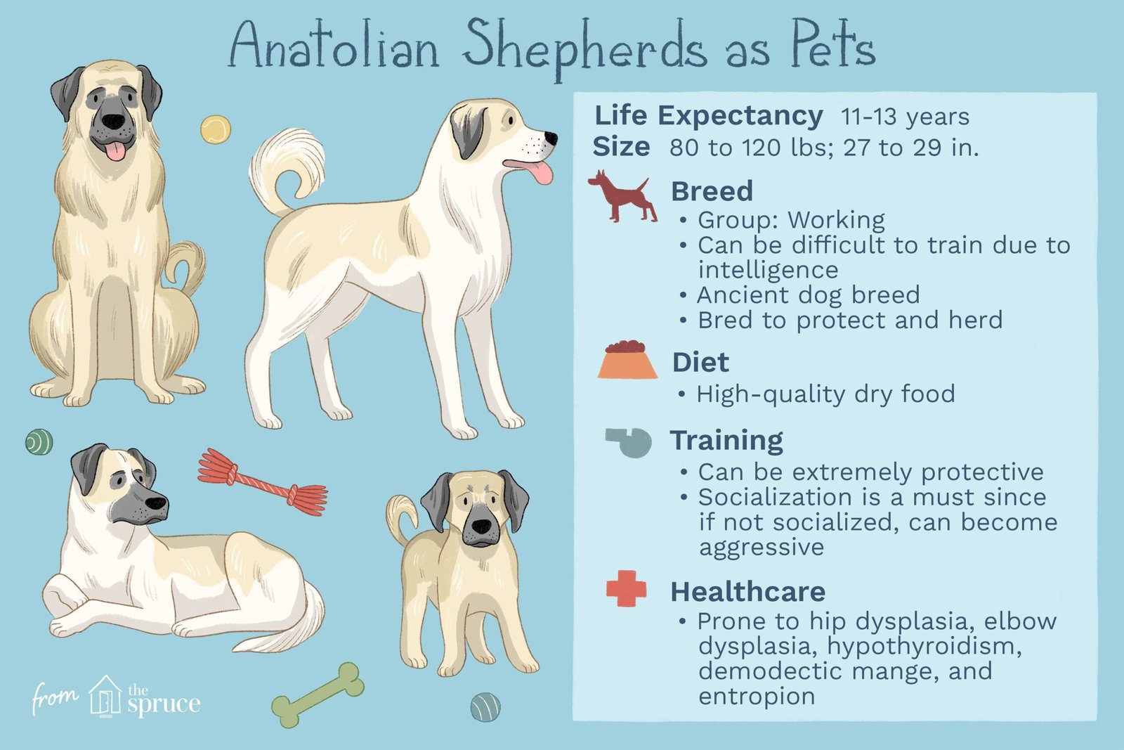What Is The Origin Of The Anatolian Shepherd? What Is The Origin Of The Anatolian Shepherd?