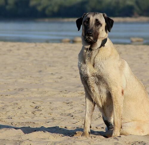 What Is The Origin Of The Anatolian Shepherd? What Is The Origin Of The Anatolian Shepherd?