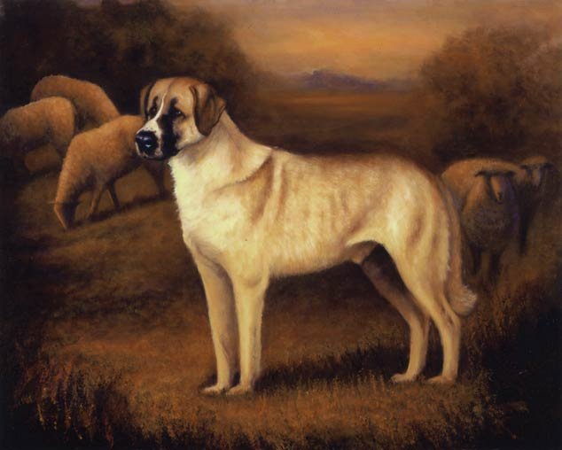 What Is The Origin Of The Anatolian Shepherd? What Is The Origin Of The Anatolian Shepherd?