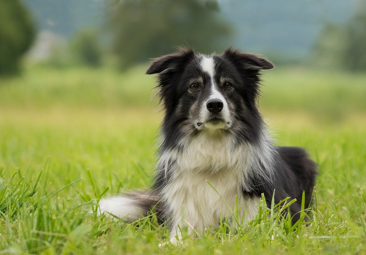 What Is The Prey Drive Of A Border Collie?