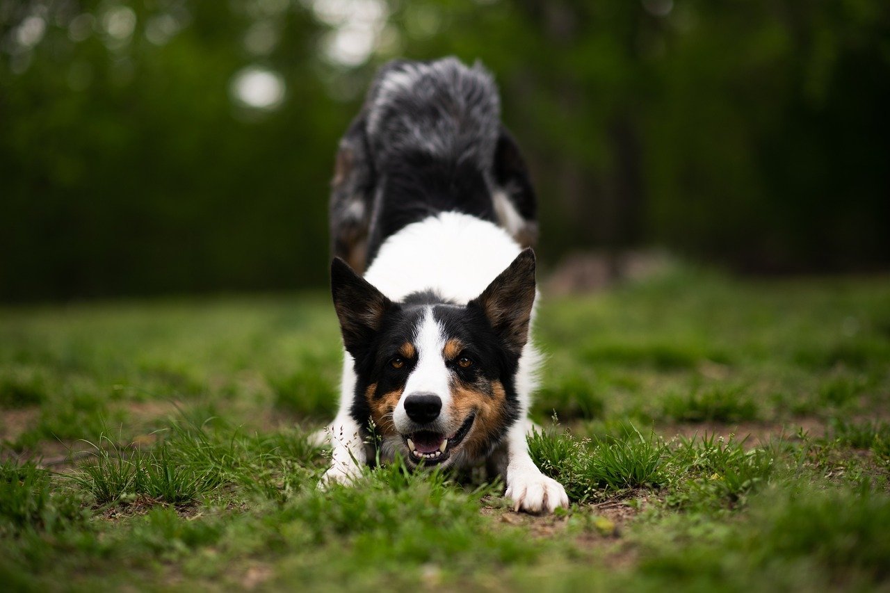 What Is The Prey Drive Of A Border Collie?