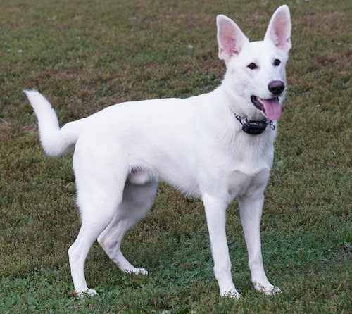 Are White Shepherds Good With Children?