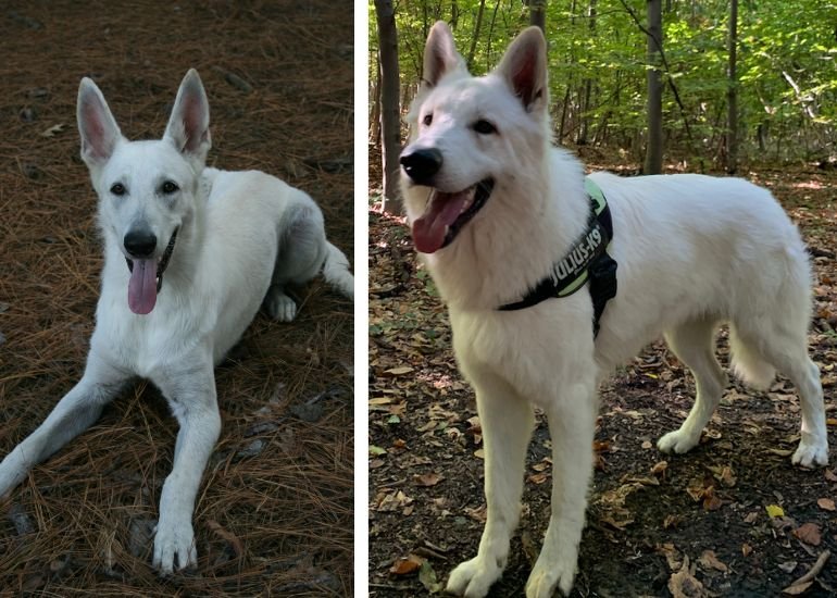 Are White Shepherds Good With Children?