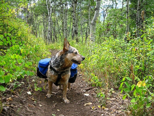 How Do I Choose Appropriate Trails For Hiking With My Australian Cattle Dog? How Do I Choose Appropriate Trails For Hiking With My Australian Cattle Dog?