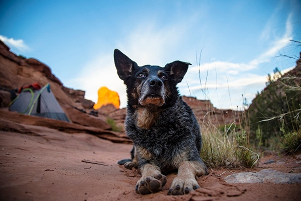 How Do I Choose Appropriate Trails For Hiking With My Australian Cattle Dog? How Do I Choose Appropriate Trails For Hiking With My Australian Cattle Dog?