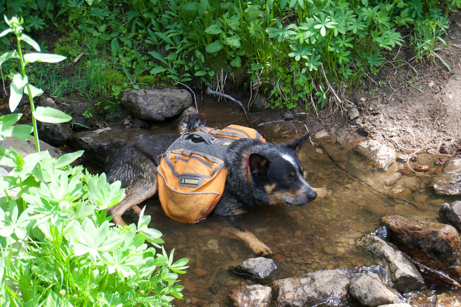 How Do I Choose Appropriate Trails For Hiking With My Australian Cattle Dog? How Do I Choose Appropriate Trails For Hiking With My Australian Cattle Dog?