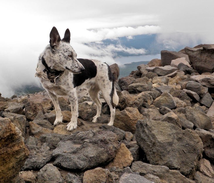 How Do I Choose Appropriate Trails For Hiking With My Australian Cattle Dog? How Do I Choose Appropriate Trails For Hiking With My Australian Cattle Dog?