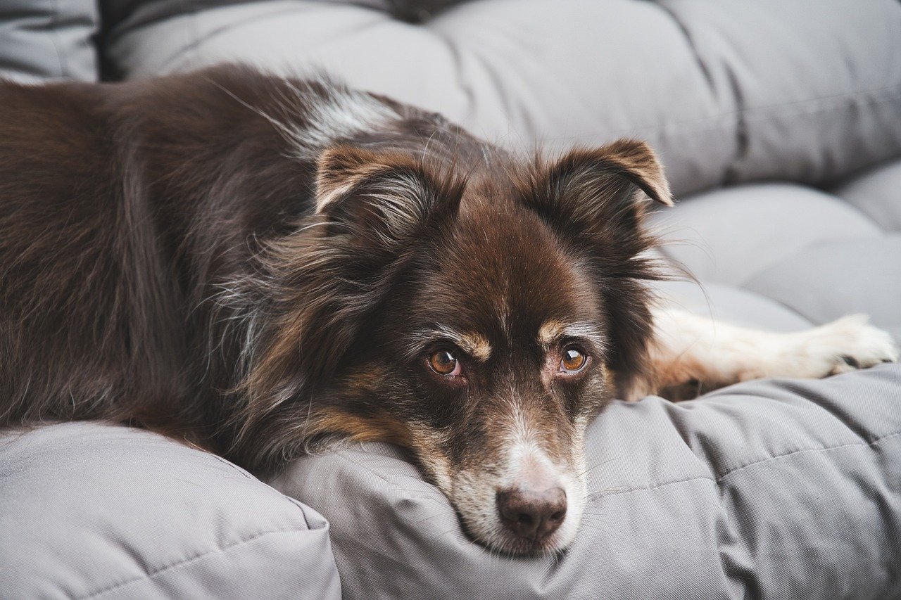 How Do You Introduce A New Dog To A White Shepherd?