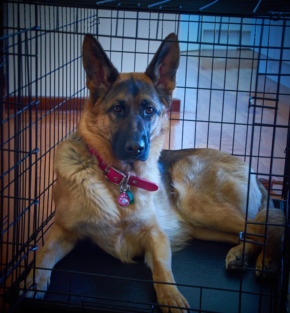 How Do You Train A Shiloh Shepherd For Protection?