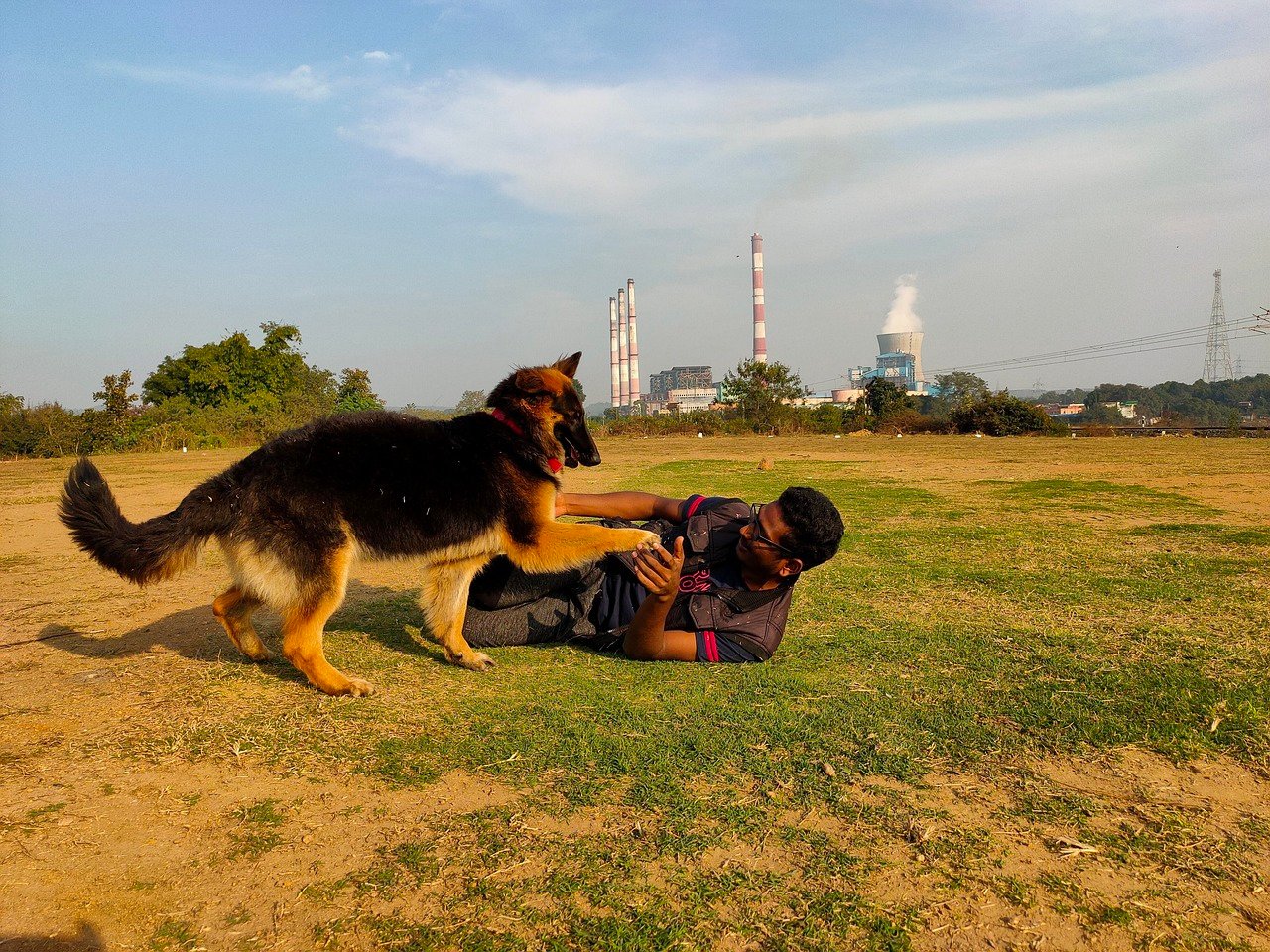 What Age Should I Start Obedience Training With My German Shepherd Puppy?