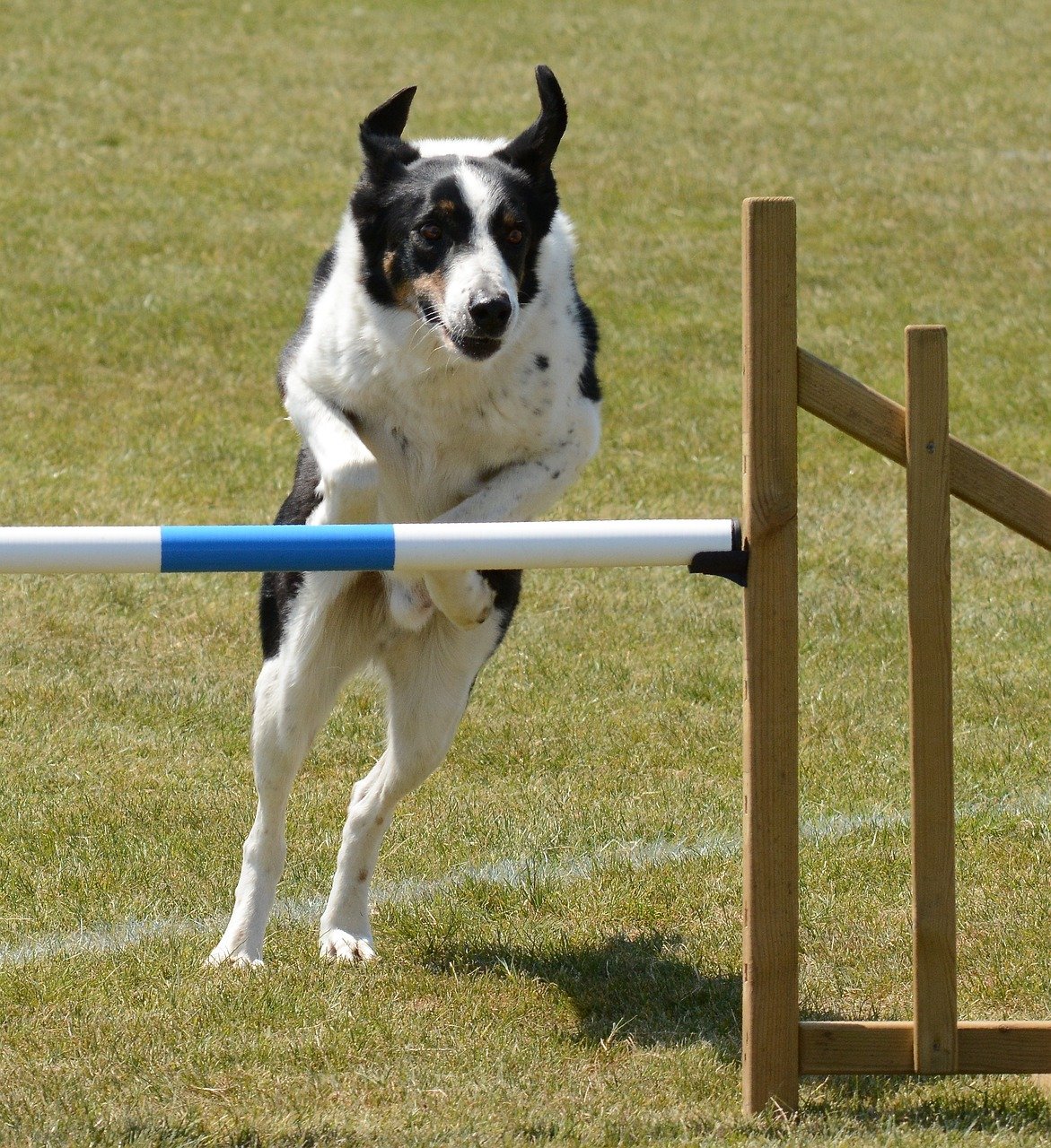 What Are The Signs That My Rough Collie Is Ready For Advanced Agility Training?