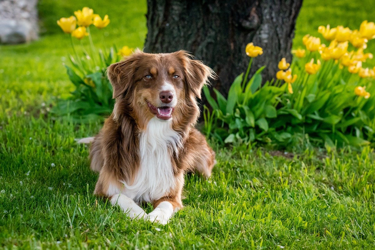 Do Australian Shepherds Shed A Lot?