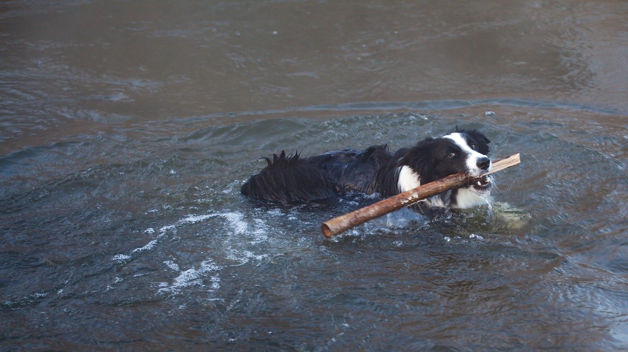 How Do I Train My Collie For Water Activities, Especially Swimming In Lakes Or Rivers?