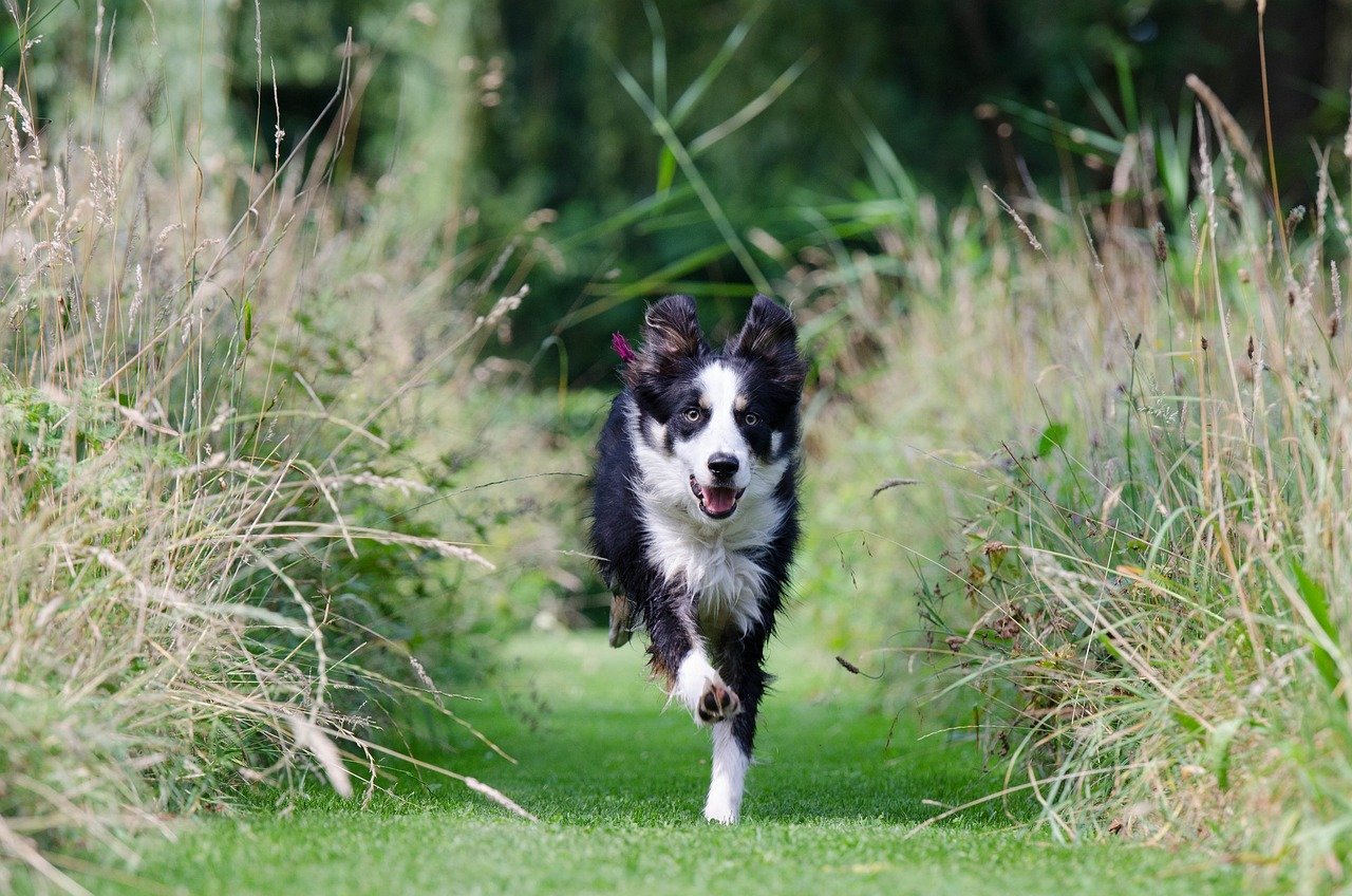 How Do You Socialize A Border Collie Puppy?