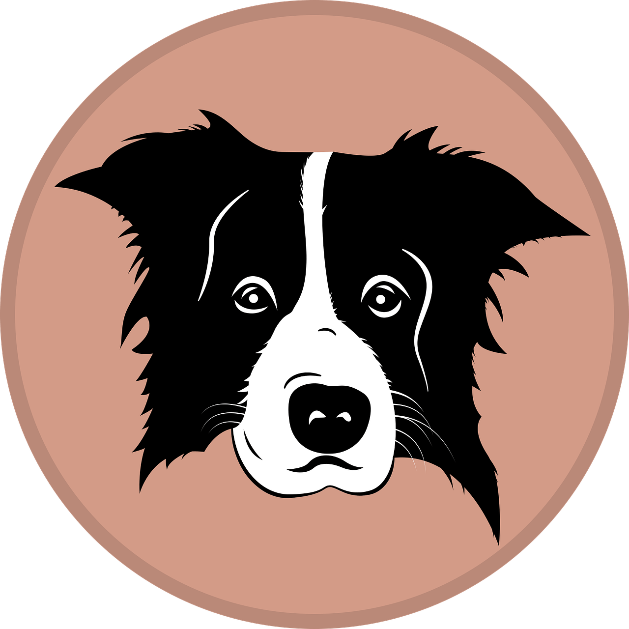 How Do You Socialize A Border Collie Puppy?