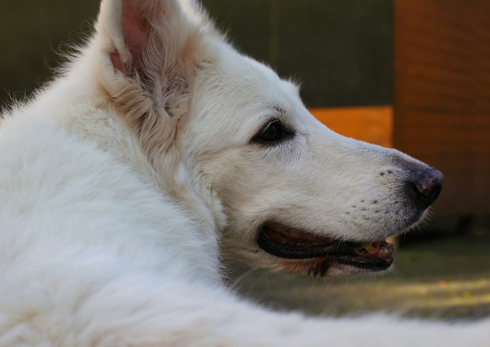 How Do You Train A White Shepherd For Obedience?