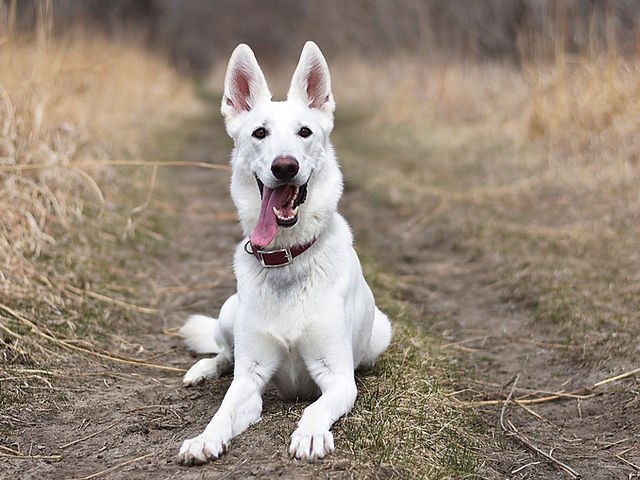 How Do You Train A White Shepherd For Obedience?