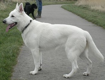 How Do You Train A White Shepherd For Obedience?