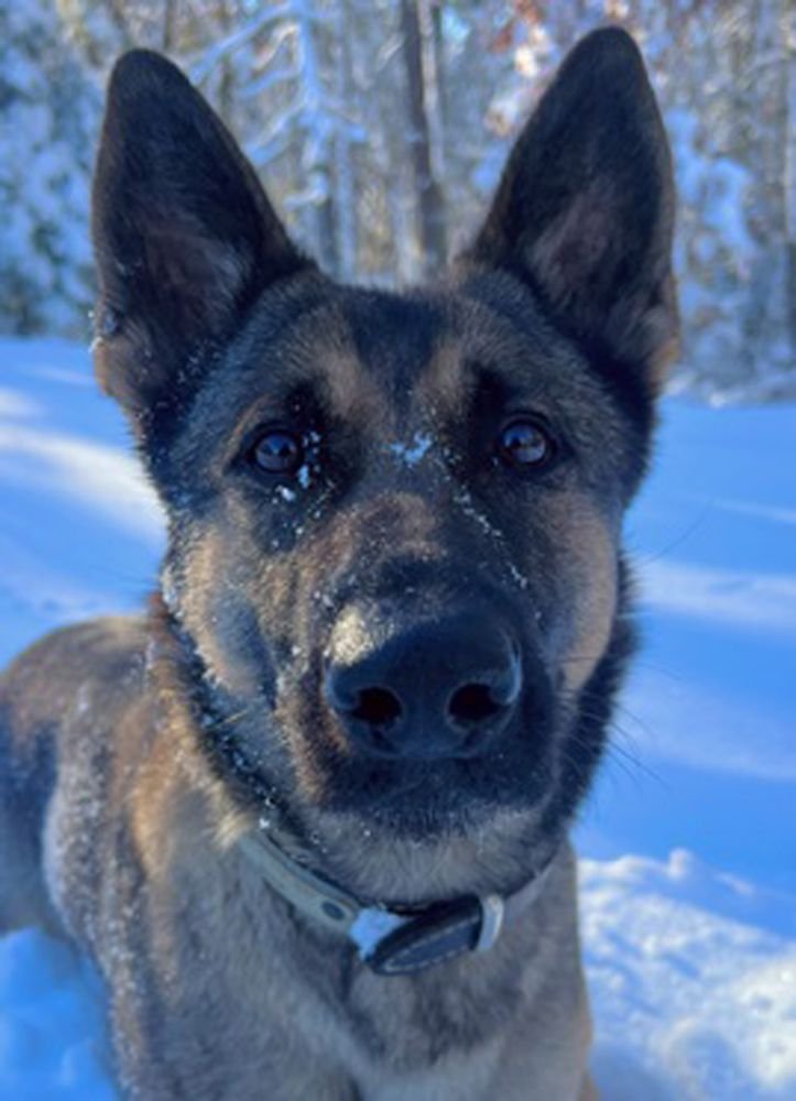 K9 Finds Missing Child in Massachusetts