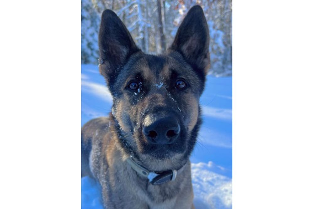 K9 Finds Missing Child in Massachusetts