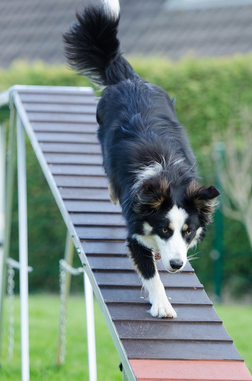 What Are The Signs That My Border Collie Is Ready For Advanced Agility Challenges?