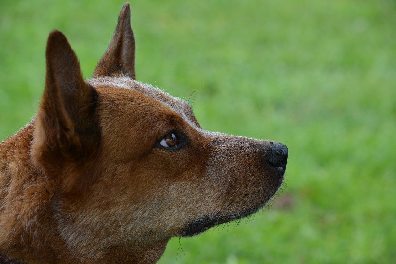 Can I Teach My Australian Cattle Dog To Swim In A Backyard Pool?