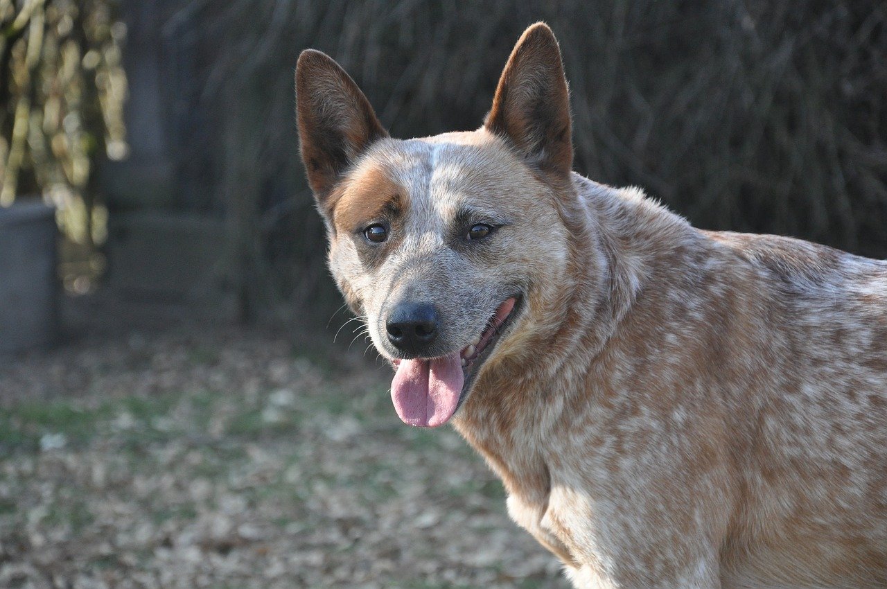 Can I Teach My Australian Cattle Dog To Swim In A Backyard Pool?