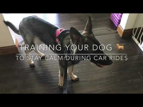 How Can I Teach My German Shepherd To Be Calm During Car Rides?