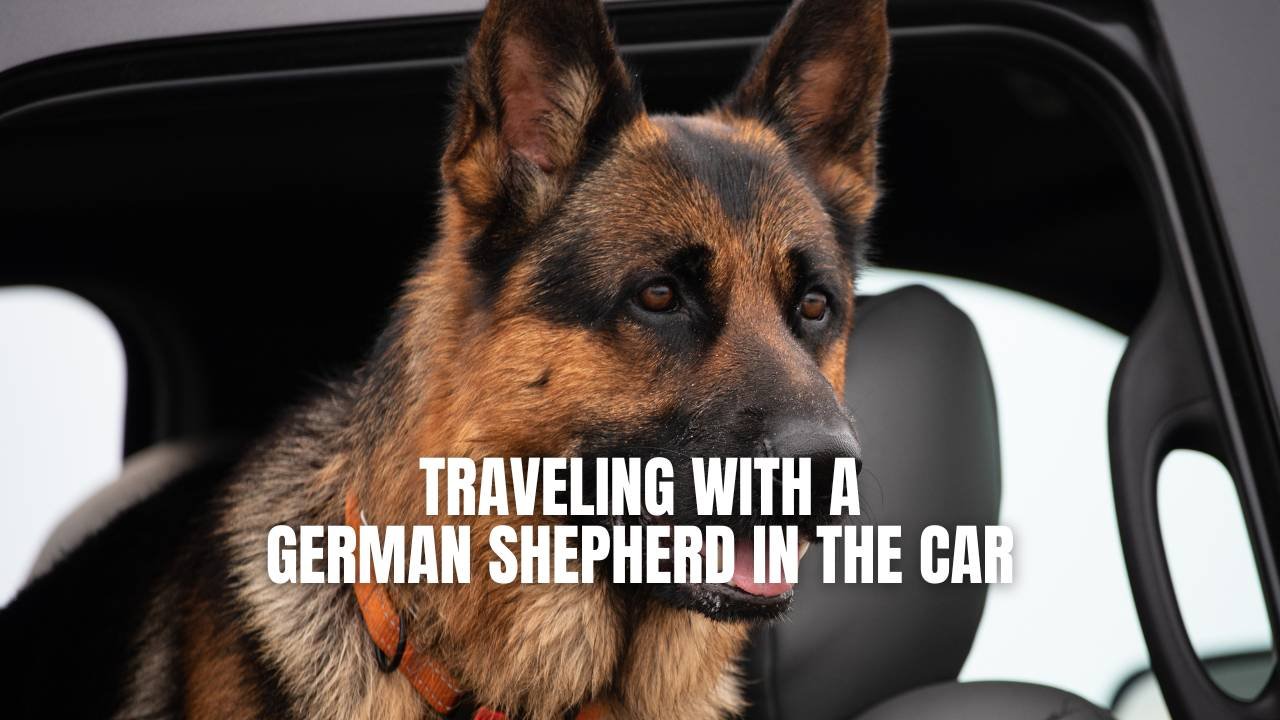 How Can I Teach My German Shepherd To Be Calm During Car Rides?