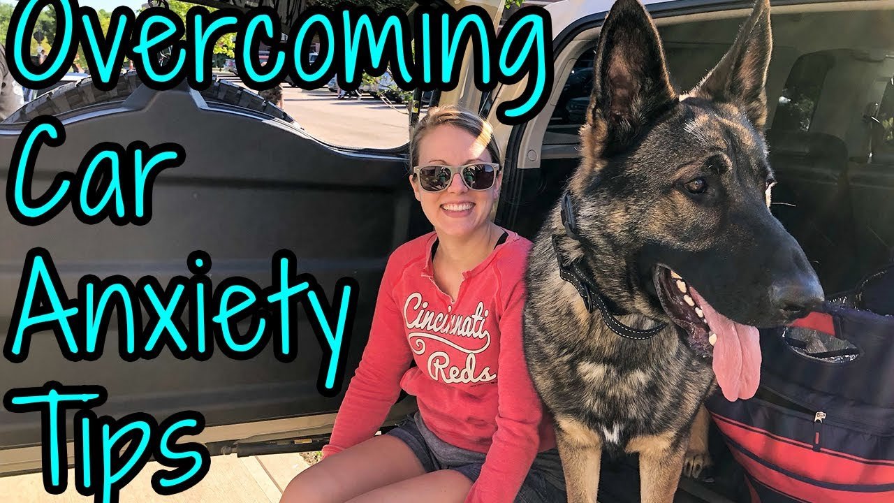 How Can I Teach My German Shepherd To Be Calm During Car Rides?