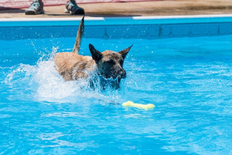 How Do I Introduce A Belgian Tervuren To Water Activities Like Swimming?
