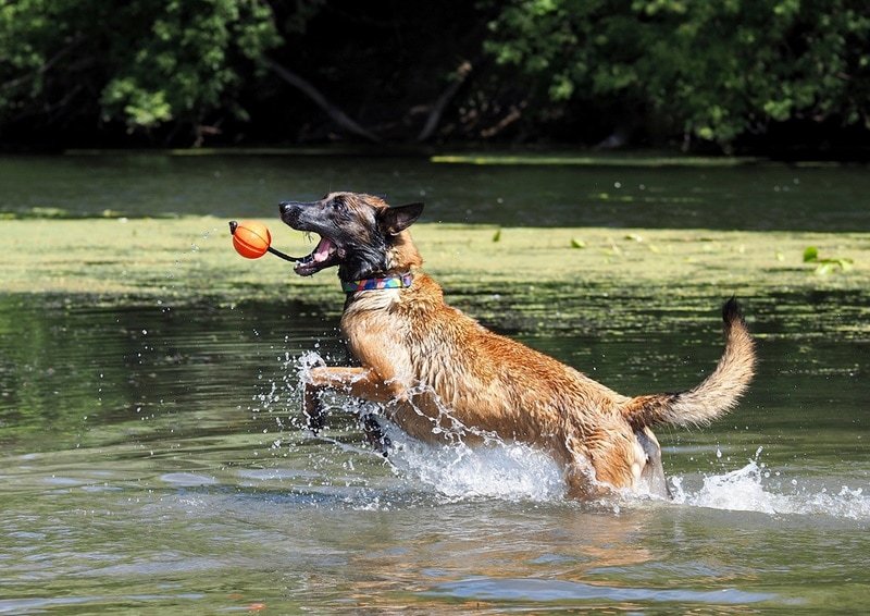 How Do I Introduce A Belgian Tervuren To Water Activities Like Swimming?