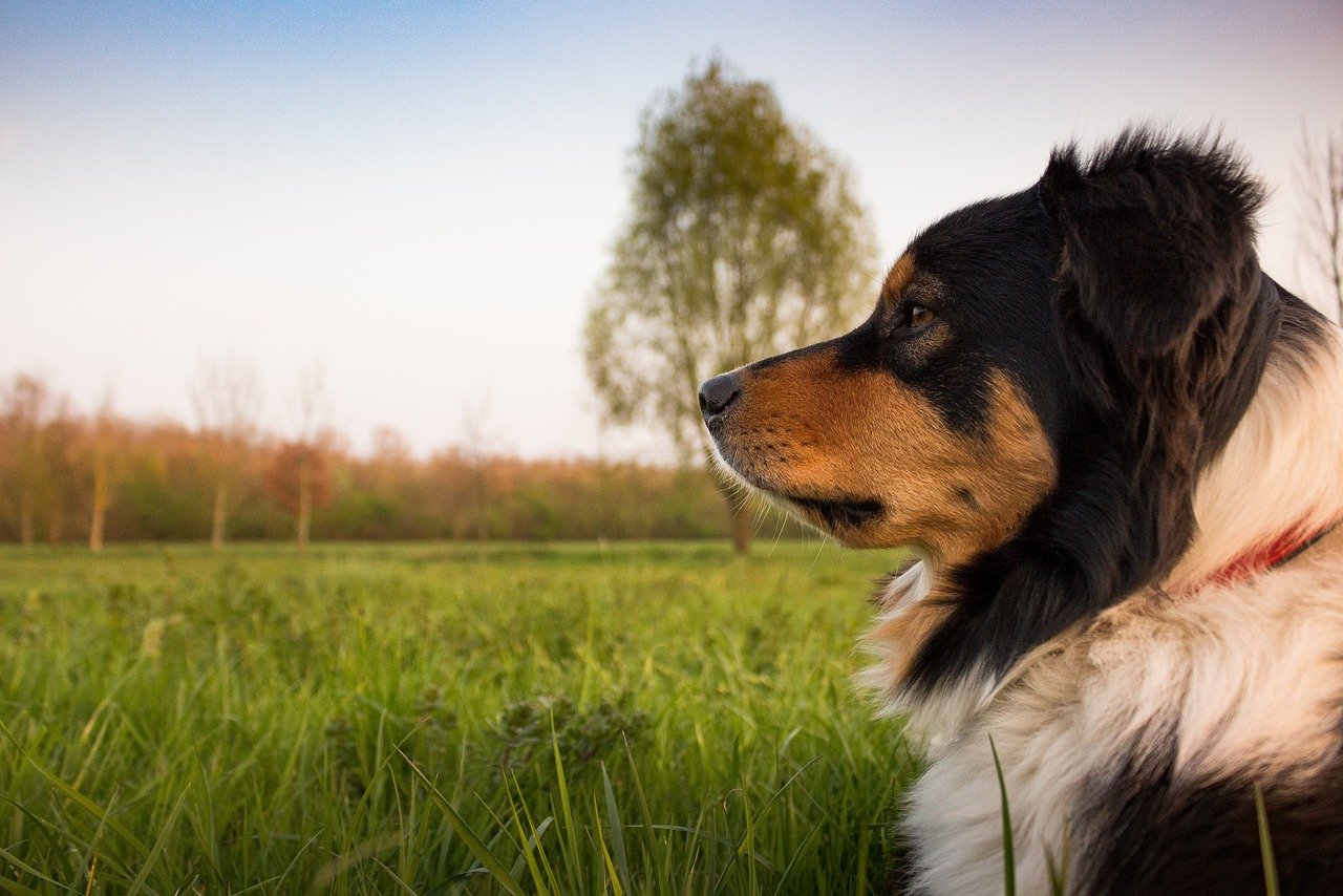 How Do I Teach My Australian Shepherd To Navigate Agility Obstacles?