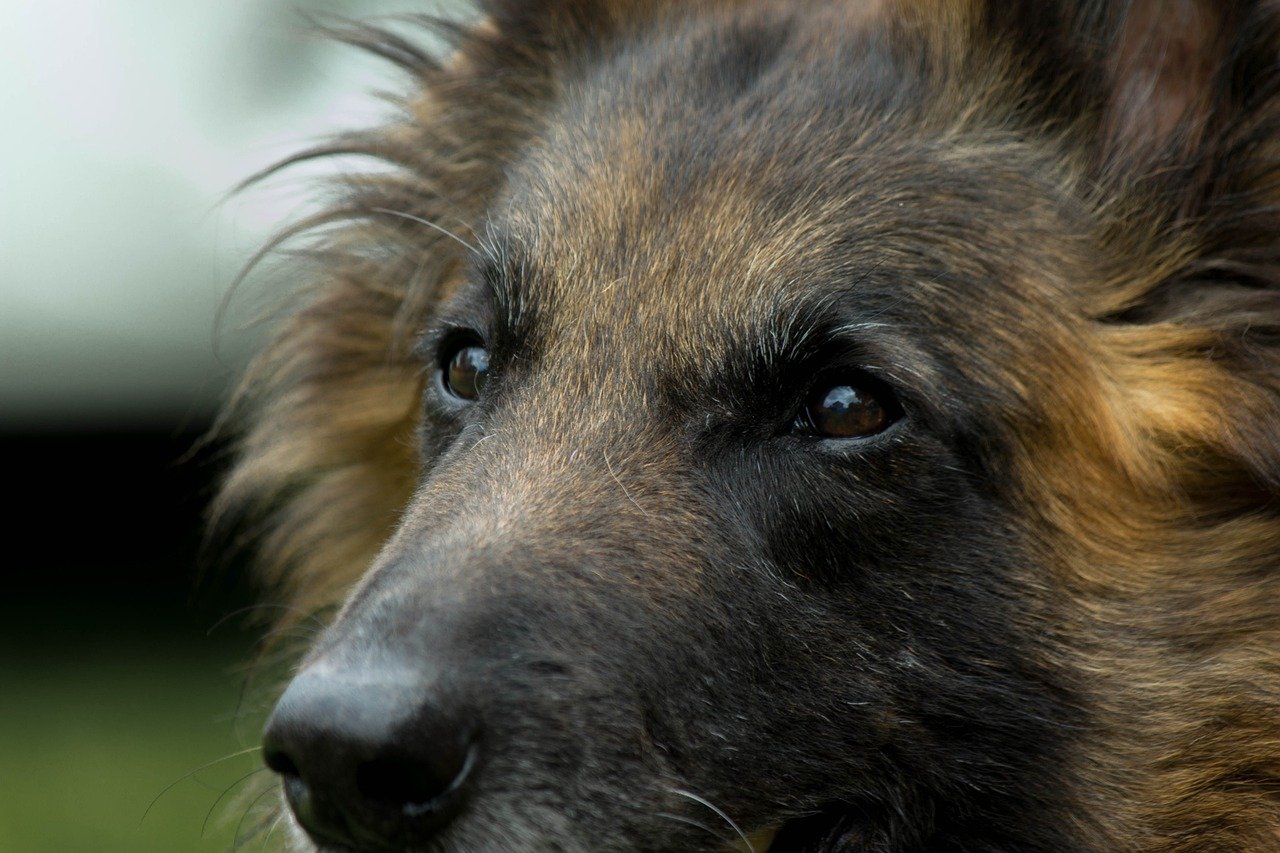 The Stunning Beauty of a Tervuren