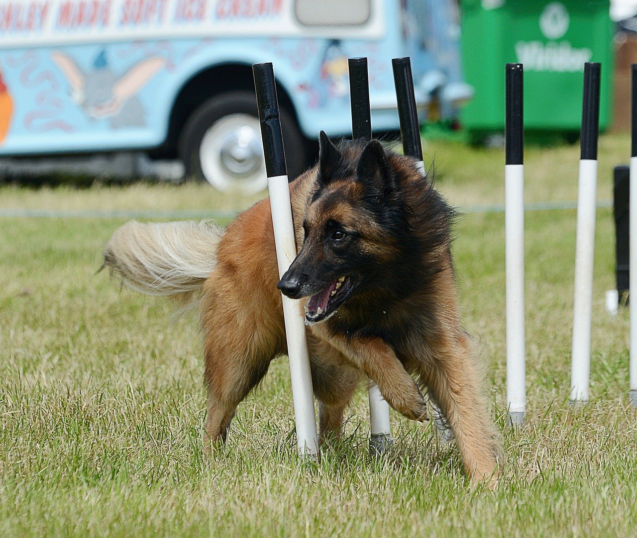 The Stunning Beauty of a Tervuren