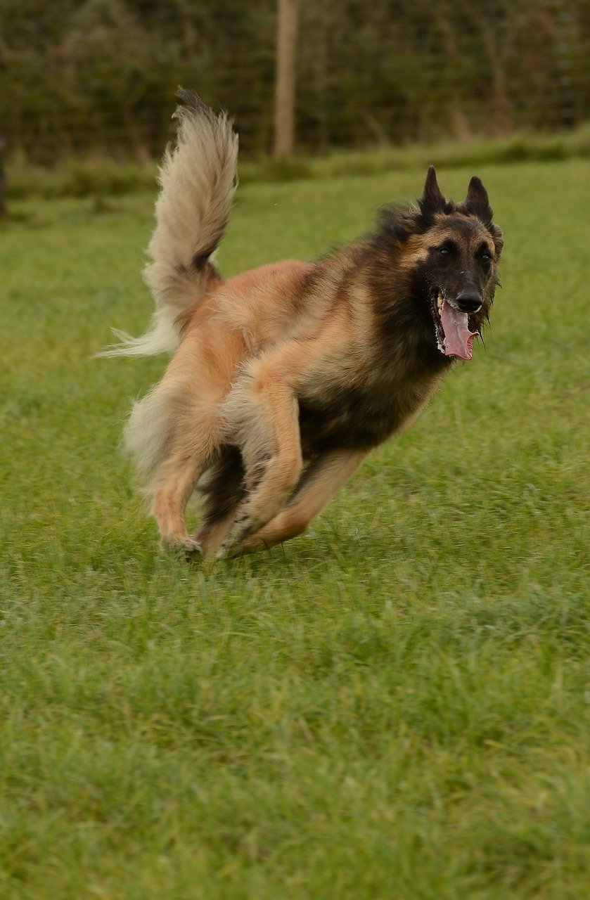 The Stunning Beauty of a Tervuren
